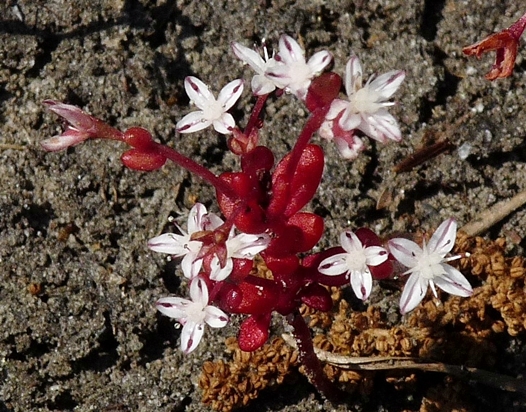 {Diamorpha smallii}